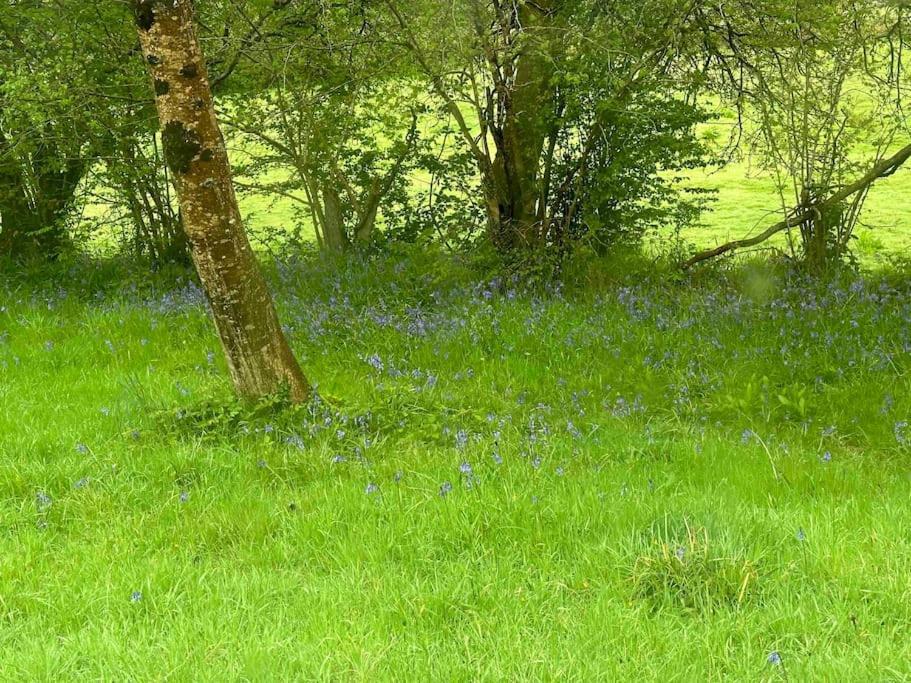 Cornwall Woodland Shepherd'S Hut Deirdres Hut Bodmin Esterno foto